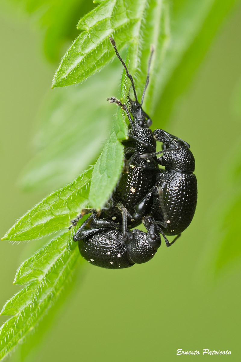 Otiorhynchus gemmatus